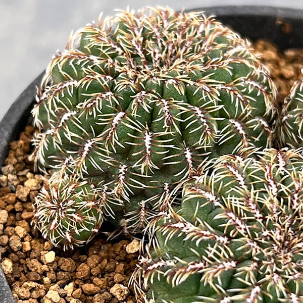 園芸ネット本店｜スルコレブチア：クルゲラエ変種ホフマニー（LH171）3