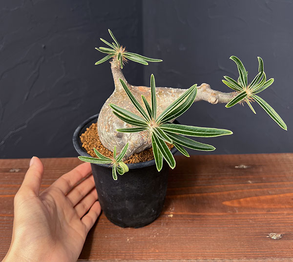 園芸ネット本店｜パキポディウム：グラキリス 3.5号25-03 の通販【公式】