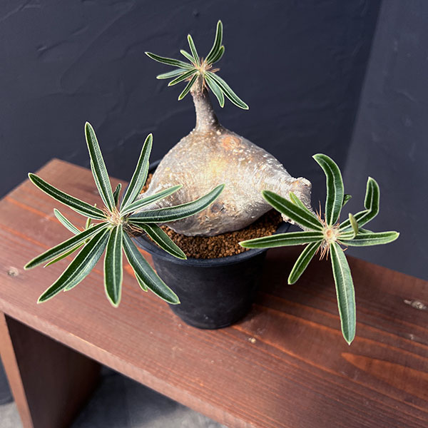 園芸ネット本店｜パキポディウム：グラキリス 3.5号25-03 の通販【公式】