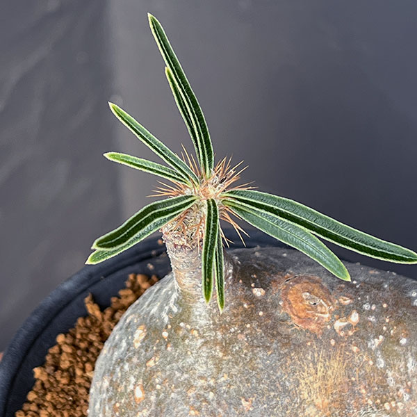 園芸ネット本店｜パキポディウム：グラキリス 3.5号25-03 の通販【公式】