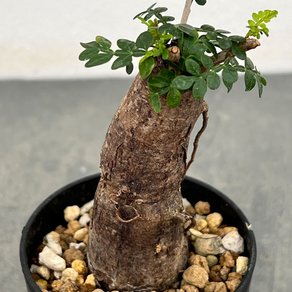 園芸ネット本店｜オペルクリカリア：パキプス（根挿し株）Mサイズ 2.5