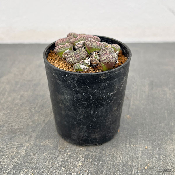 園芸ネット本店｜コノフィツム（原種系）：オブコルデルム 2号ポット