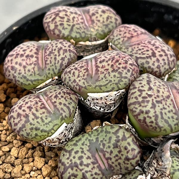 園芸ネット本店｜コノフィツム（原種系）：オブコルデルム 2号ポット