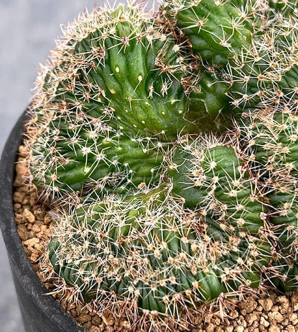 園芸ネット本店｜サボテン：エキノプシス 扇峰 3号ポット の通販【公式】