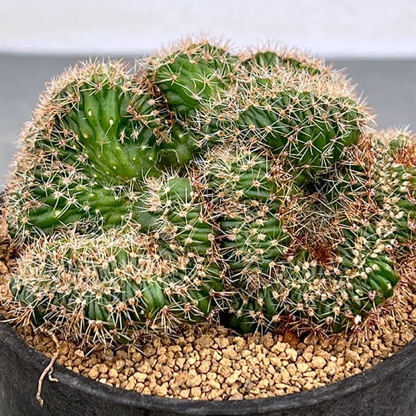 園芸ネット本店｜サボテン：エキノプシス 扇峰 3号ポット の通販【公式】