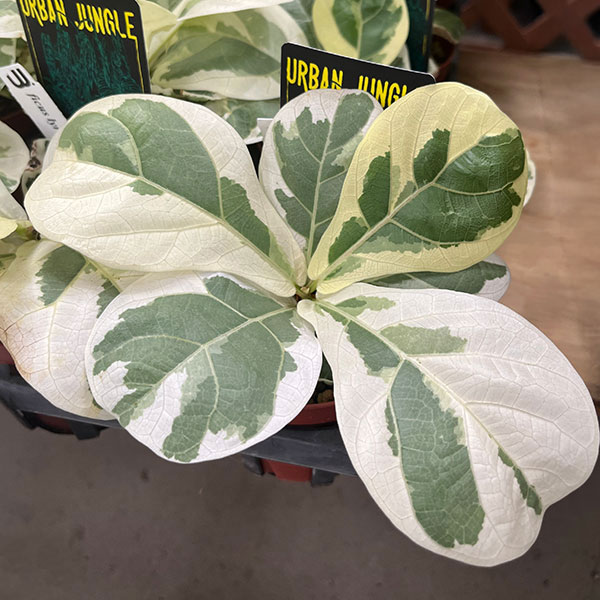 園芸ネット本店｜カシワバゴム（フィカスリラータ）：イボンヌ3.5号