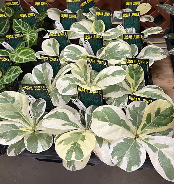 園芸ネット本店｜カシワバゴム（フィカスリラータ）：イボンヌ3.5号