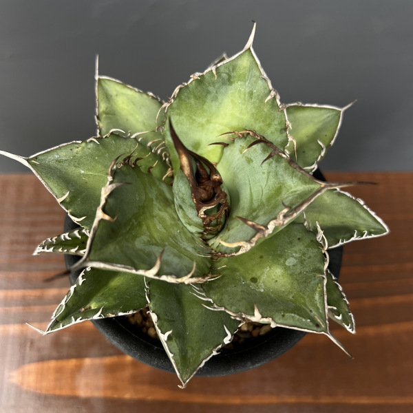 園芸ネット本店｜アガベ：オテロイ 3号鉢植え の通販【公式】