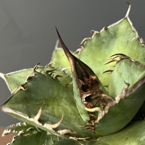 園芸ネット本店｜アガベ：オテロイ 3号鉢植え の通販【公式】