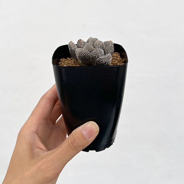 園芸ネット本店｜ハオルチア：狼蛛 2.5号スクエア鉢 の通販【公式】