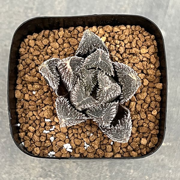 園芸ネット本店｜ハオルチア：狼蛛 2.5号スクエア鉢 の通販【公式】