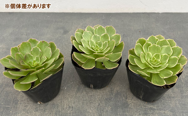 園芸ネット本店｜アエオニウム：ハロウィン錦 3.5号ポット の通販【公式】