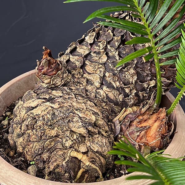 園芸ネット本店｜ソテツ（蘇鉄）6号25-05 の通販【公式】