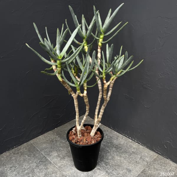園芸ネット本店｜アロエ：ラモシシマ 6号25-03 の通販【公式】