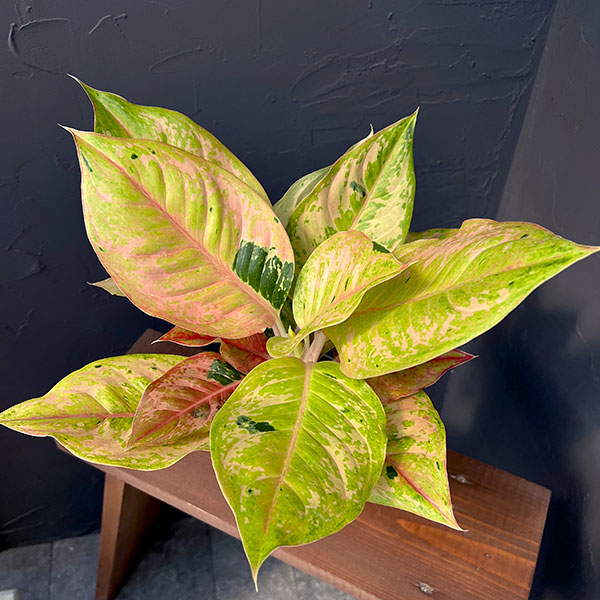 園芸ネット本店｜アグラオネマ：プラカイペットレッド 4号鉢入り の