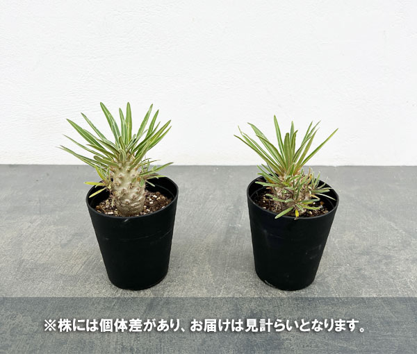 園芸ネット本店｜パキポディウム：グラキリス（実生苗） 3号ポット の