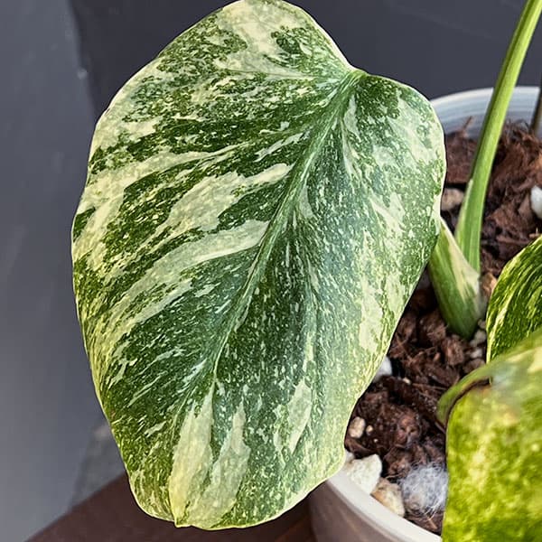 園芸ネット本店｜モンステラ：デリシオーサ レガシー 5号25-01 の通販