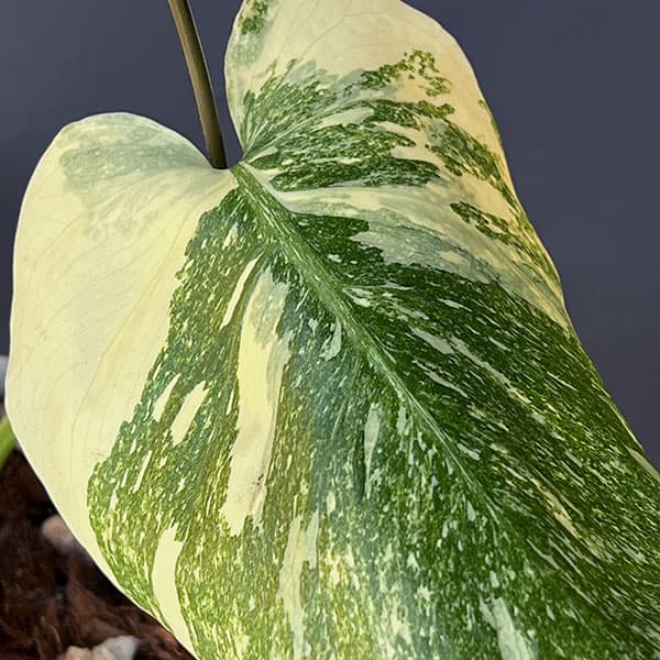 園芸ネット本店｜モンステラ：デリシオーサ レガシー 5号25-01 の通販