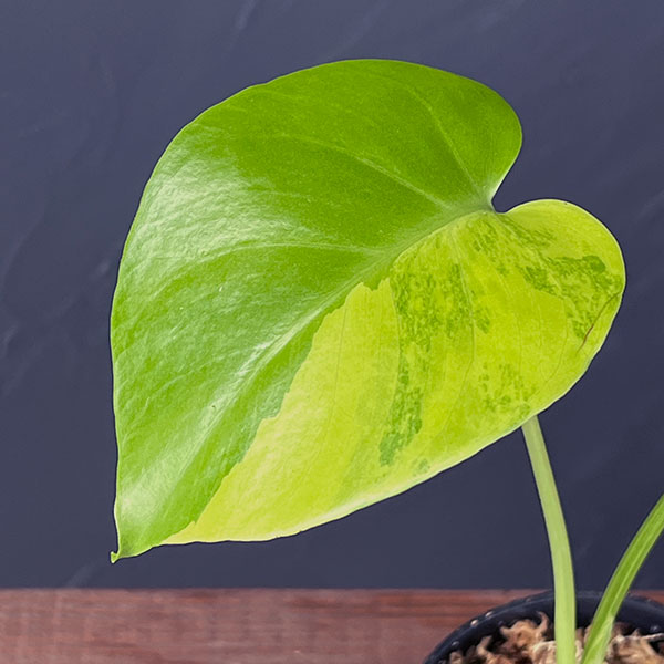 園芸ネット本店｜モンステラ：デリシオーサ イエローマリリン 3号