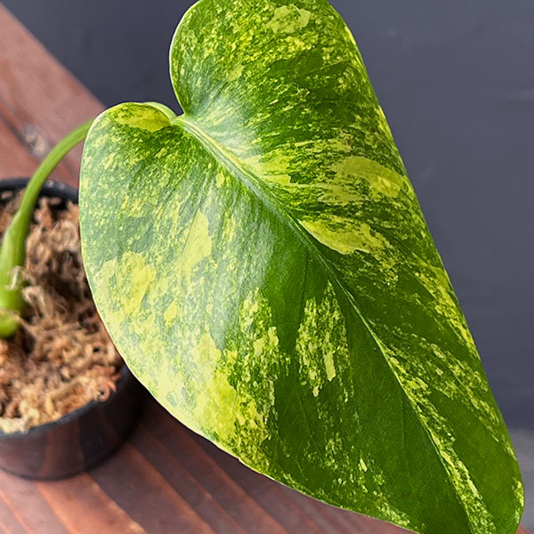 園芸ネット本店｜モンステラ：デリシオーサ イエローマリリン 3号