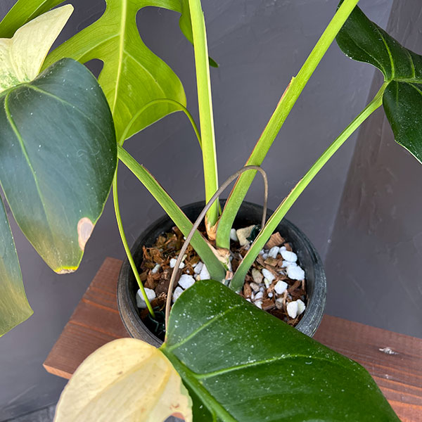 園芸ネット本店｜モンステラ：ボルシギアーナ ミント 6号鉢植え の通販