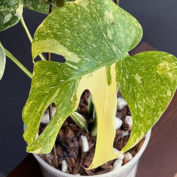 園芸ネット本店｜モンステラ：デリシオーサ レガシー 5号25-02 の通販