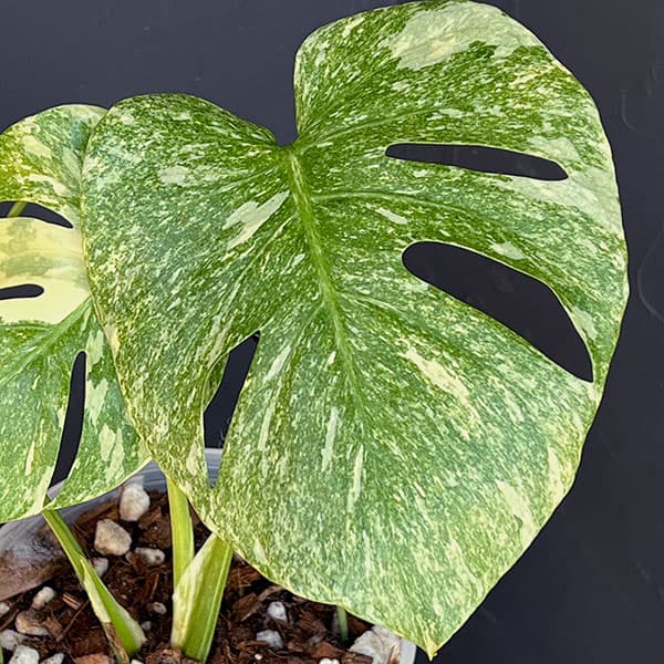 園芸ネット本店｜モンステラ：デリシオーサ レガシー 5号25-03 の通販
