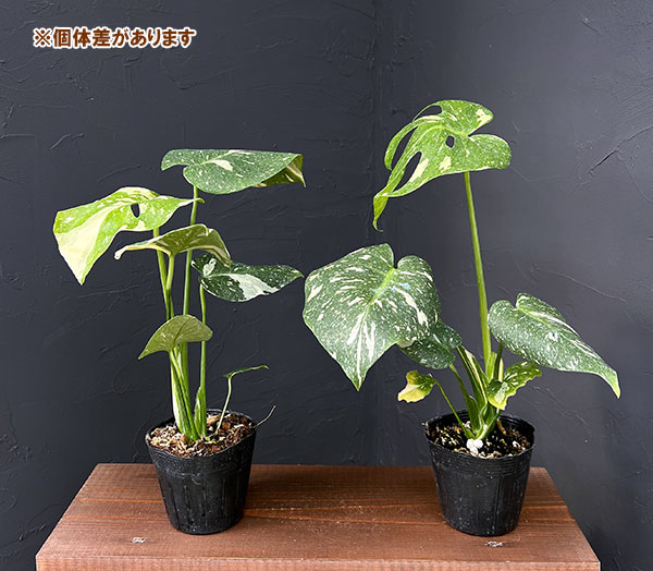 壱*）様 訳あり10株セットms75【特別選抜】モンステラ・タイコンステ