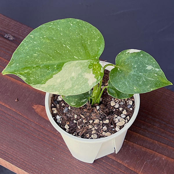 園芸ネット本店｜モンステラ：タイコンステレーション コンパクタ 3号