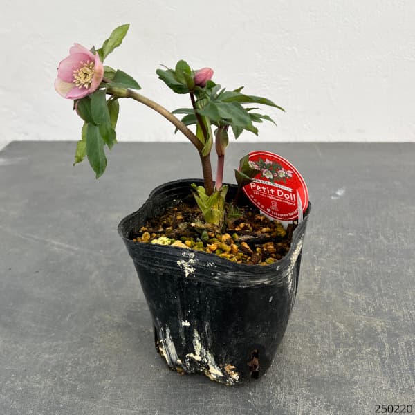 園芸ネット本店｜横山園芸さんのクリスマスローズ：プチドール25-02