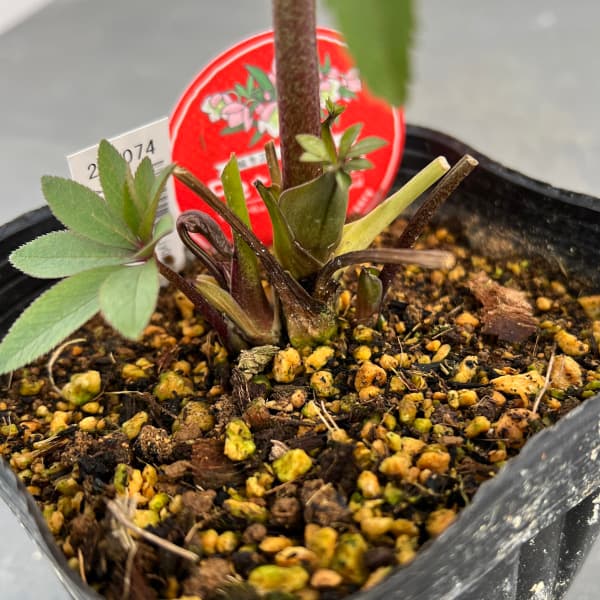 園芸ネット本店｜横山園芸さんのクリスマスローズ：プチドール25-05