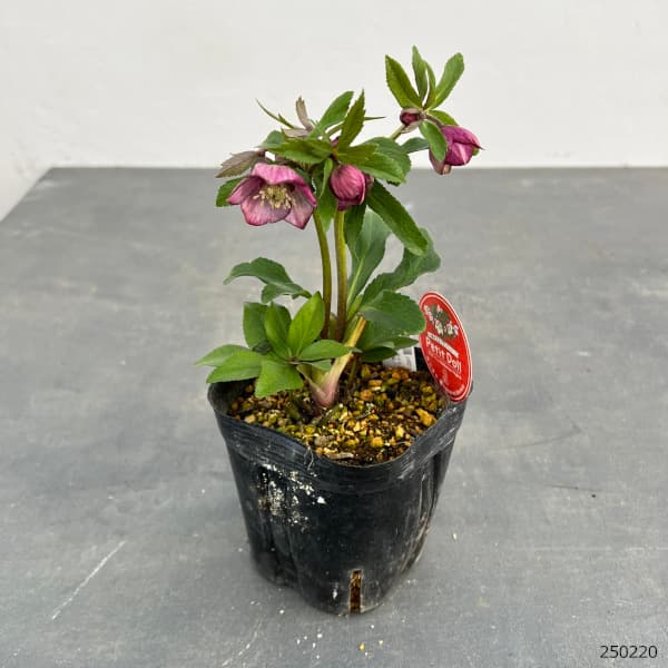 園芸ネット本店｜横山園芸さんのクリスマスローズ：プチドール25-06