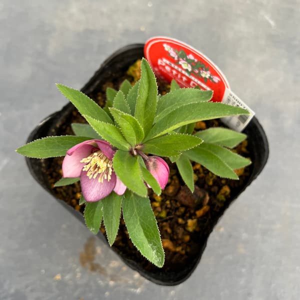 園芸ネット本店｜横山園芸さんのクリスマスローズ：プチドール25-09