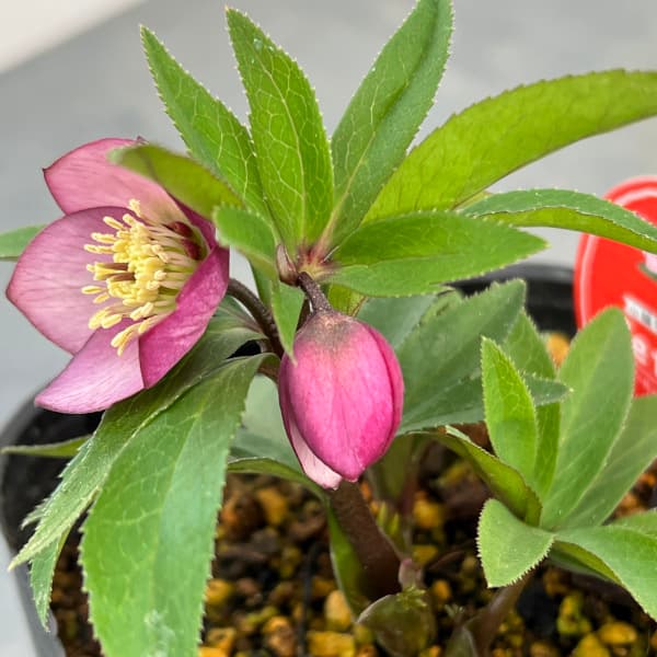 園芸ネット本店｜横山園芸さんのクリスマスローズ：プチドール25-09