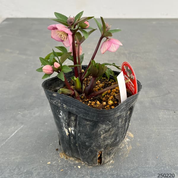 園芸ネット本店｜横山園芸さんのクリスマスローズ：プチドール25-13