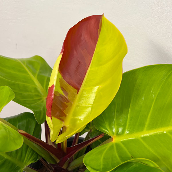 園芸ネット本店｜フィロデンドロン：イエローフレーム 5.5号25-01 の