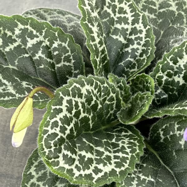 園芸ネット本店｜ストレプトカーパス：プリティタートル5号ポット の