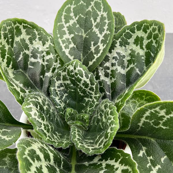 園芸ネット本店｜ストレプトカーパス：プリティタートル5号ポット の