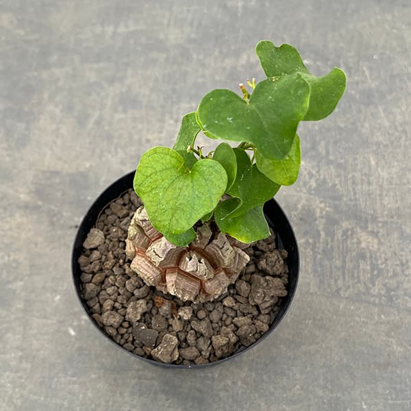 園芸ネット本店｜[ザ・ファームセレクト]ディオスコレア（亀甲竜