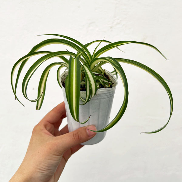 園芸ネット本店｜[26年4月上旬予約]オリヅルラン：ボニー2.5号ポット