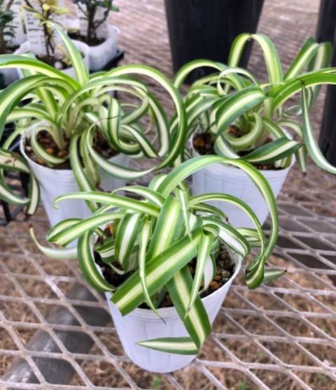 園芸ネット本店｜[26年4月上旬予約]オリヅルラン：ボニー2.5号ポット