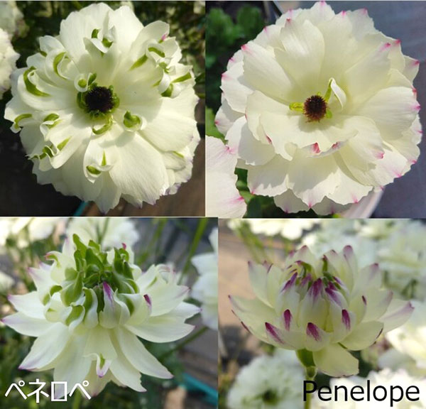 園芸ネット本店｜ラナンキュラス：ラックス ペネロペ3.5-4号ポット の