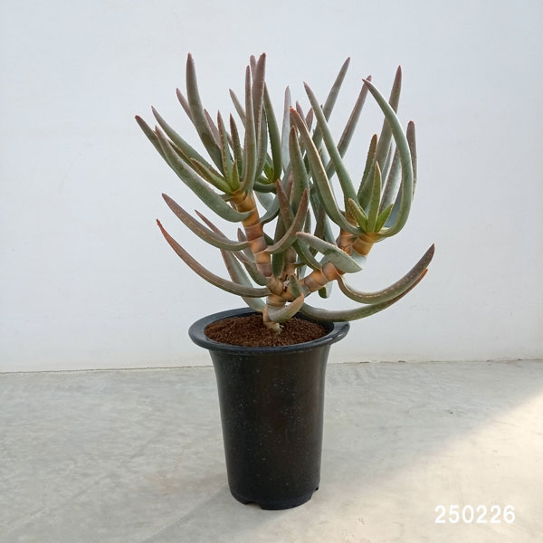 園芸ネット本店｜アロエ：ラモシシマ 5.5号ロング鉢 の通販【公式】