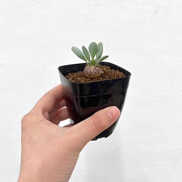 園芸ネット本店｜オトンナ：ピグマエア 2.5号鉢植え の通販【公式】