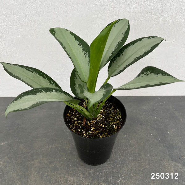 園芸ネット本店｜アグラオネマ：オオサカブラック 6号鉢植え の通販