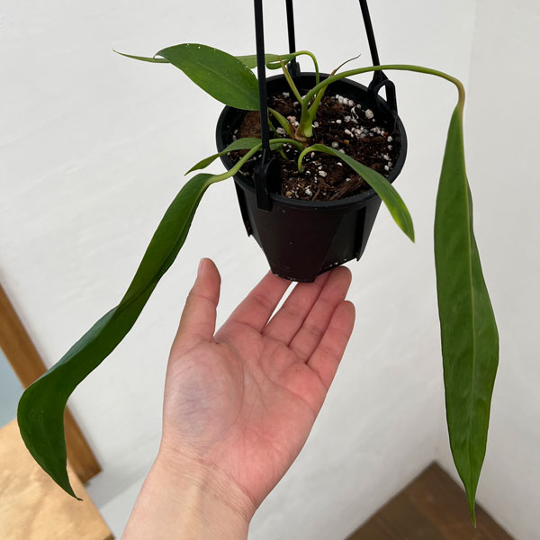 園芸ネット本店｜アンスリウム：ウェンドリンゲリー3.5号吊り鉢 の通販