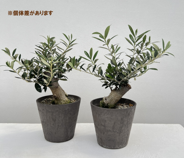 園芸ネット本店｜オリーブ：創樹さんの盆栽仕立て 4号鉢植え* の通販