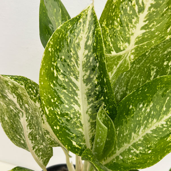 園芸ネット本店｜（わけあり特価）アグラオネマ：ミルキーウェイ 5号