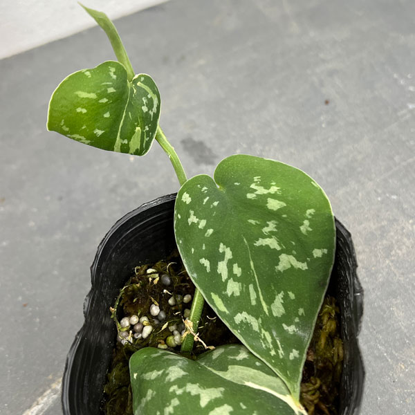 園芸ネット本店｜スキンダプサス：マヤリ 3号ポット の通販【公式】