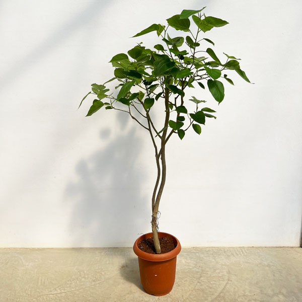 園芸ネット本店｜フィカス：ランフィー（ルンフィー）8号鉢植え の通販